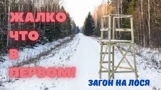 Загон на лося! Загонная охота.