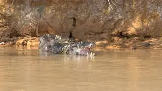 Anaconda and Caiman battle it out!