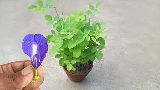 How to grow aparajita / blue pea plant / butterfly pea plant / easily at home