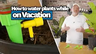 How to Keep Plants Watered while on Vacation