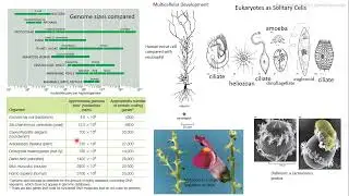 Célula eucariota 2 Biología Molecular de la Célula Alberts