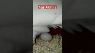 pigeon laying egg🔥😋🔥 