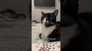 КОТ СОШЕЛ С УМА??? #кот #смешныеживотные #животные #приколысживотными #котики #добро
