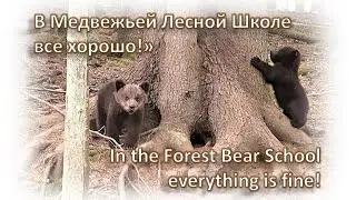 МЕДВЕЖАТА-СИРОТЫ: в Медвежьей Лесной Школе все хорошо!