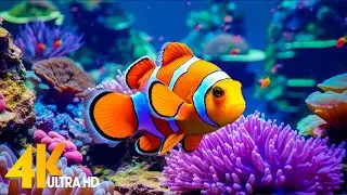 Aquarium 4K VIDEO (ULTRA HD) 🐠 Beautiful Coral Reef Fish - Relaxing Sleep Meditation Music #28