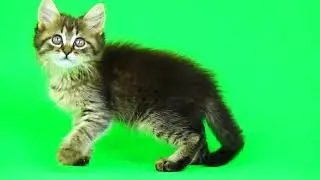 Baby Cat Green Screen