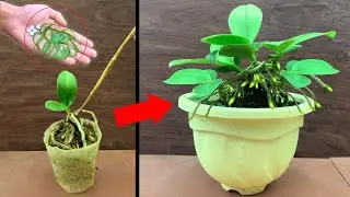 Just 1 thin slice per week! Suddenly grew 500% more baby orchids