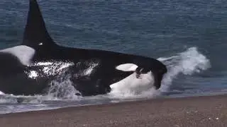 Killer whale  attacks seal on beach