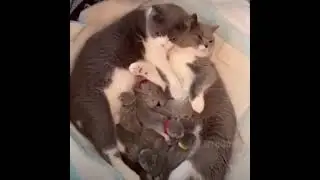 Счастливая кошачья семья!