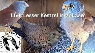 LIVE Lesser Kestrel Israel Cam| Ramat Hanadiv| The Charter Group of Wildlife Ecology