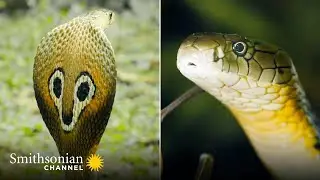 Gruesome: A Female King Cobra Eats Another Snake 😬 Into the Wild India | Smithsonian Channel