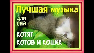 ЛУЧШАЯ МУЗЫКА ДЛЯ СНА КОШЕК Колыбельная для котят котов кошек МУЗЫКА ДЛЯ КОШЕК КОТОВ  Кошачья музыка