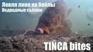 Рыбалка на линя. Ловля линя на бойлы. Подводные съёмки поклёвки лайф!