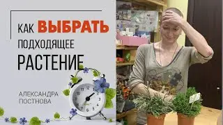 Когда глаза разбегаются - как выбрать своё растение?