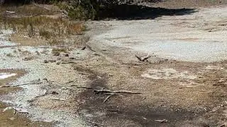 Yellowstone Geiser