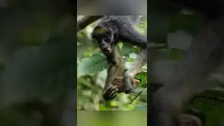 Spider Monkeys 🐒🦜 Animals Eating Ground #animals #nature #wildlife