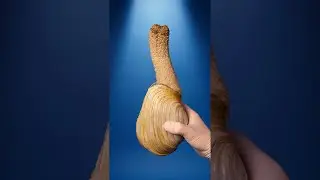 Why do Geoducks look like that?