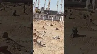 Jannat ul Baqi Madina l shorts