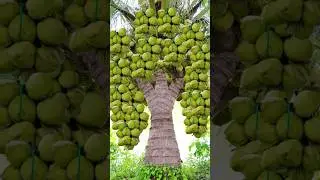 Great way to grow coconut #fruit #grafting #gardening #planting #reels #garden #shorts #coconut