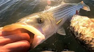 Birds, Bunker & Bucktails - BLITZING STRIPED BASS - New York City Fall Striper Fishing