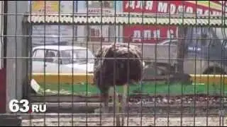 В промзоне Самары работает «зоопарк»