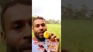 জীবন ভাইয়ের আম বাগান