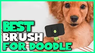 Best Brush for Doodle in 2022 - Top 4 Review | Product Benefits Detangle Undercoat Removal