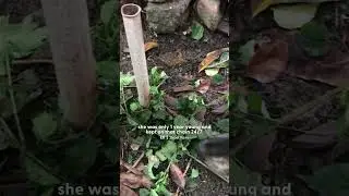 Dog Tied To Fence Her Whole Life LOVES To Run On The Beach | The Dodo