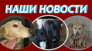 Они тоскливо смотрели вслед уходящим  Забрали их тоже