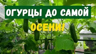 Как продлить плодоношение огурцов. Пошаговое опускание плети огурцов.
