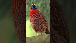 Most Beautiful Birds On Earth | Breathtaking Nature | Wonderful Bird Songs | Stress Relief & Healing