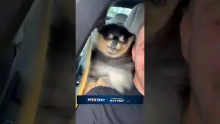 МИША ЛЮБИТ СОБАКУ АДЕЛЬ 