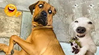 The Funniest Cats and Dogs Videos of 2024! 🤣🐶 Best Of The 2024 Funny Animal Videos 😁