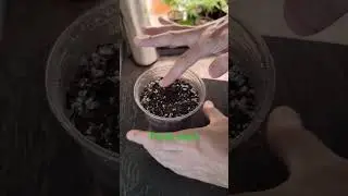 How To Grow Weed For Dummies 