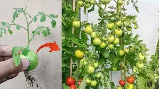 New skills! How to grow a tomatoes tree with tomato fruit in pot