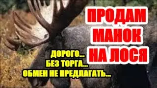 МАНОК НА ЛОСЯ... ПРОДАЮ ДОРОГО