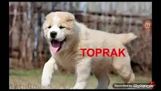 Alabay Köpek isimleri