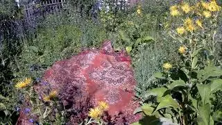 1вход на дачу, первый заход в домик