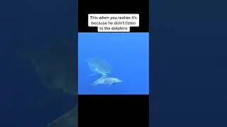 Why are sharks afraid of dolphins? 