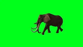 Elephant Green Screen Effect | 