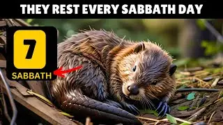 Why Do Beavers Rest EVERY Sabbath? Shocking Discovery! Bible Study