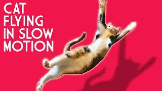 Cutest Cat Flying in Slow Mo | Hilarious Acrobatic Cat