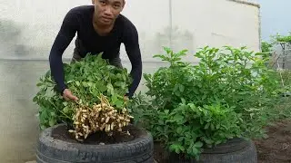 [Home Gardening] How to grow peanuts at home to eat all year round