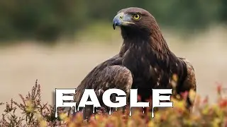 Golden eagle sound