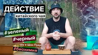 Зеленый и черный чай | Действие. Биохимия. Польза и вред. | Кофеин. Теин. Катехины. Флаваноиды