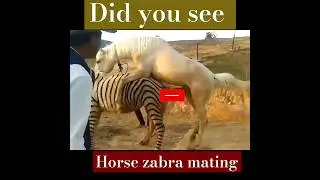 horse zebra mating🔥❤️ 