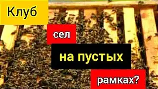 Что делать в такой ситуации? Пчеловодство для начинающих!