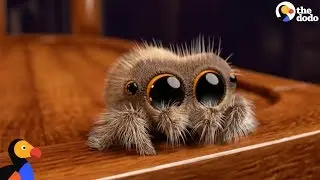 Lucas The Spider Creator Explains How He Makes People Fall In Love With Spiders | The Dodo