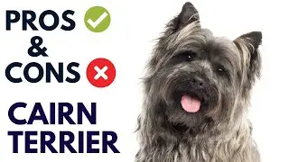 Cairn Terrier Breed Pros and Cons | Cairn Terrier Advantages and Disadvantages #AnimalPlatoon