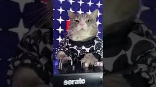 Котики-животики 